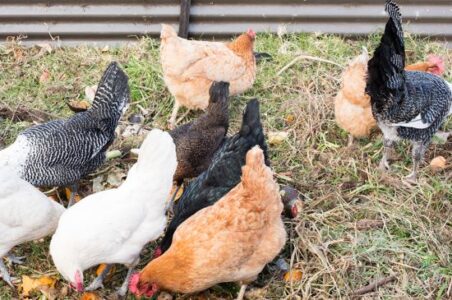 Fall Treats for Chickens: Selecting Seasonally-Appropriate Foods (& What to Avoid) Image